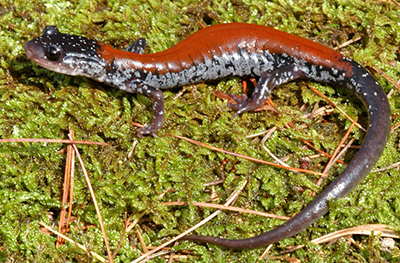 Yonahlossee Salamander